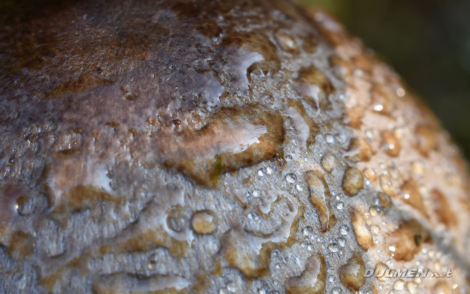 Rain drops on mushroom